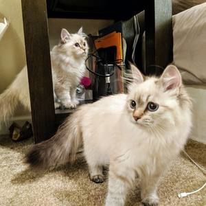 Meet your Posher, Catherine